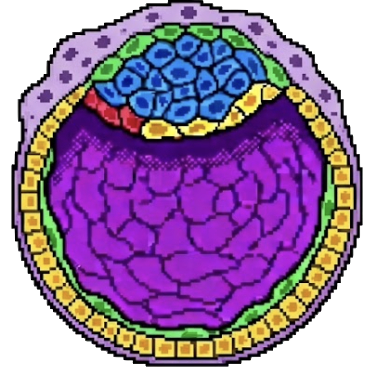 Embrión Temprano 1