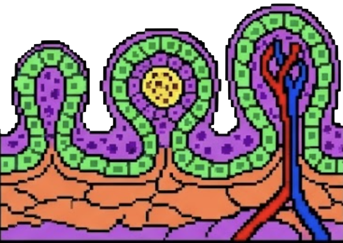 Embrión Temprano 4
