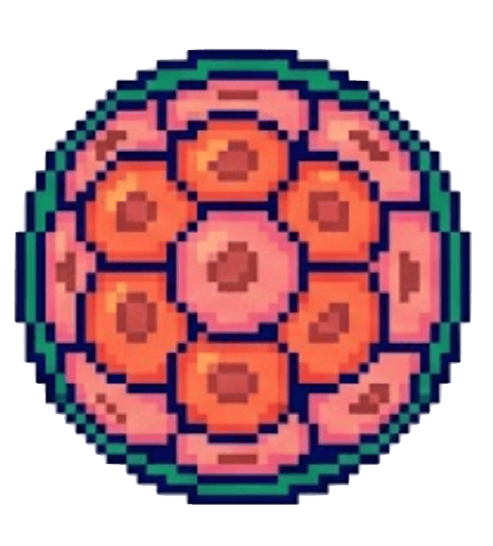 Mórula Comp